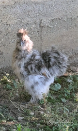 Gallo