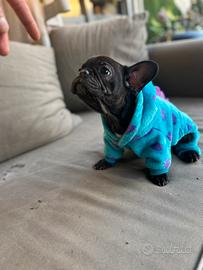 Bulldog francese