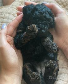 Barboncino Mini Toy Phantom