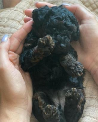 Barboncino Mini Toy Phantom