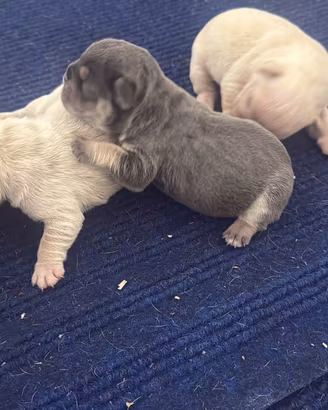 Bulldog francese