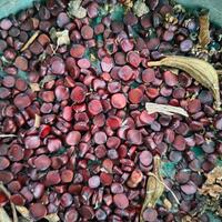 semi di iris d'acqua fiori giallo 