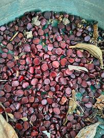 semi di iris d'acqua fiori giallo 