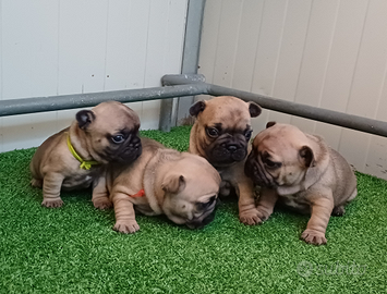 Bulldog francese, cuccioli