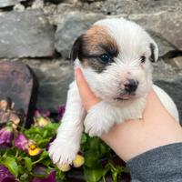 Jack Russell Terrier