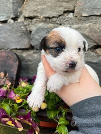 Jack Russell Terrier