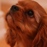 Cavalier king