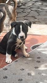 Mix border collie
