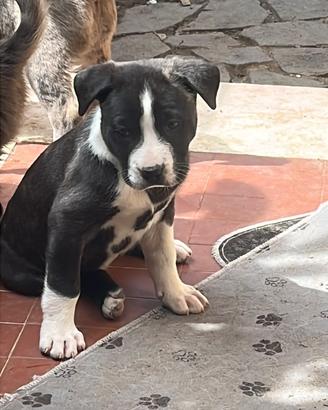 Mix border collie