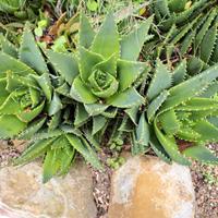 Aloe arborescens con o senza vaso