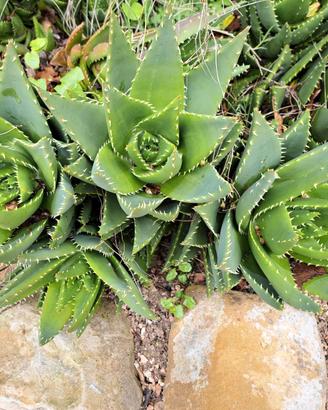 Aloe arborescens con o senza vaso piante
