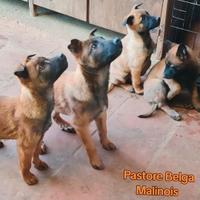 Cuccioli di Pastore Belga Malinois con pedigree