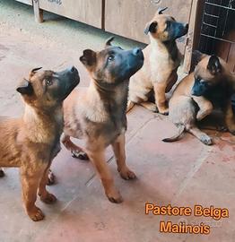 Cuccioli di Pastore Belga Malinois con pedigree