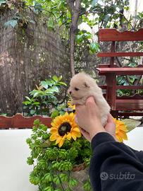 Chihuahua pelo lungo