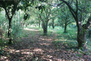 Terreno agrumeto arance ovali Sortino