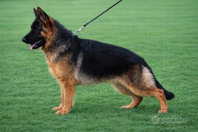 Cucciolona pastore tedesco