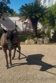 Pony