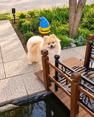 Volpino di Pomerania pedigree