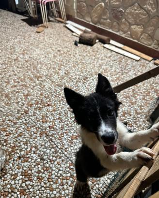Border collie