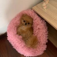 Monta per femmina SPITZ