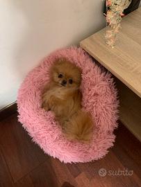 Monta per femmina SPITZ