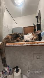 Gattina di tre mesi