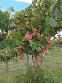uva da vino