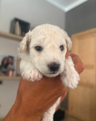 Cucciolo Barboncino Nano