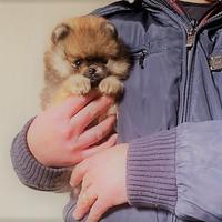 Spitz nano Volpino di Pomerania