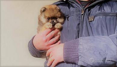 Spitz nano Volpino di Pomerania