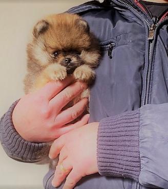Spitz nano Volpino di Pomerania