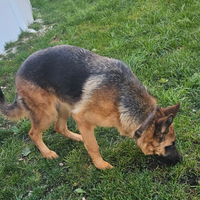 Cucciola di pastore tedesco