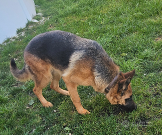 Cucciola di pastore tedesco