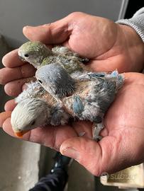 Inseparabili pappagalli pulli