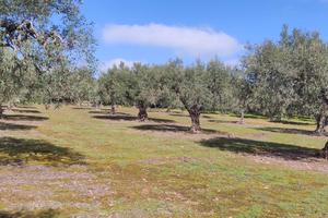 oliveto curatissimo 