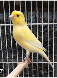Canari gialli