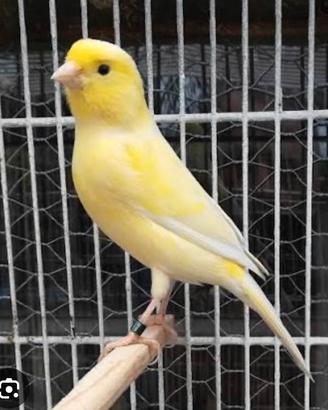 Canari gialli
