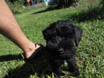 Schnauzer nano