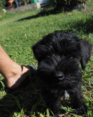Schnauzer nano