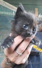 regalasi gattini pelo lungo