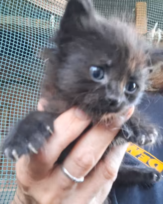 regalasi gattini pelo lungo