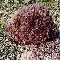 Lagotto 4 anni roano x accoppiamento