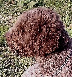 Lagotto 4 anni roano x accoppiamento