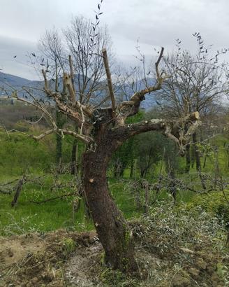 Piante d’olivo