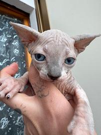 Sphynx