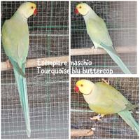 Parrocchetti dal collare