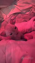 Cuccioli Sphynx