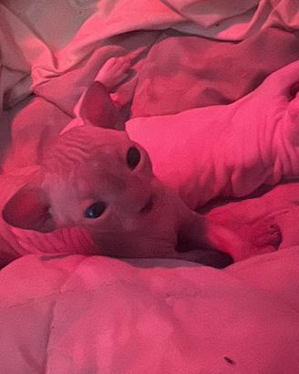 Cuccioli Sphynx