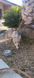 cuccioli cane lupo cecoslovacco Pedigree ENCI N/N