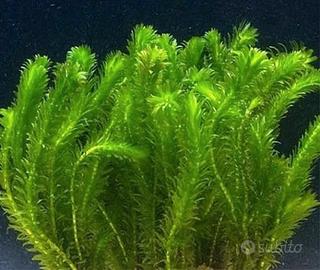 Elodea Densa  S.cambio 